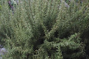 庭にローズマリーあるといいね