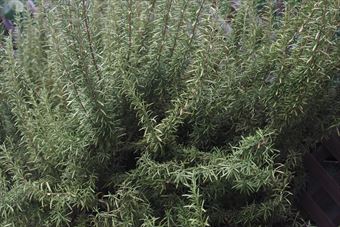 いい香りだなと思ったらローズマリーでした