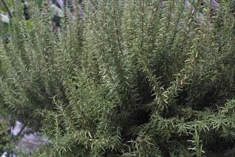 私ローズマリー好きなんだよね