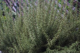 ウッドデッキとローズマリー。