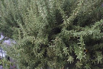 ローズマリーの大木