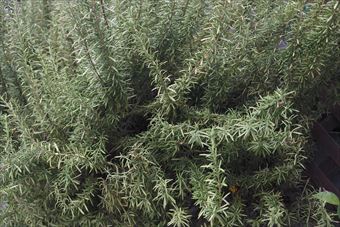 ローズマリー。１０年以上になるそうです。