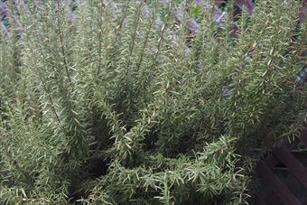 ローズマリーを見かけました