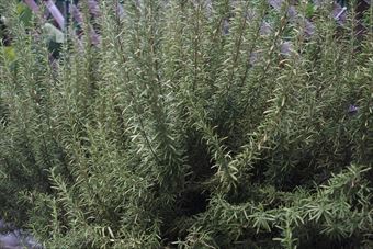 大きく育ったローズマリー