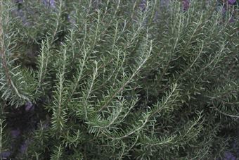 ローズマリーも長く育てるとこんなに大きくなります