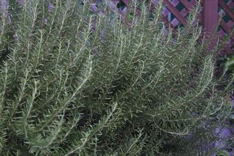 ローズマリーとラティスのあるお宅