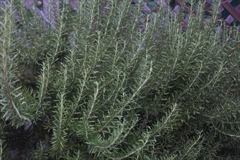 ローズマリーってこんなに大きくなるんだね