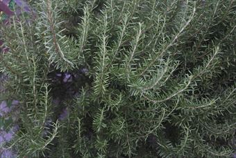 大きくなるとすごいなローズマリー