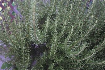 ローズマリーがあんまりステキだったので