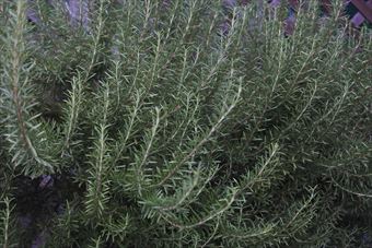 ローズマリーを写真に撮ってみたら