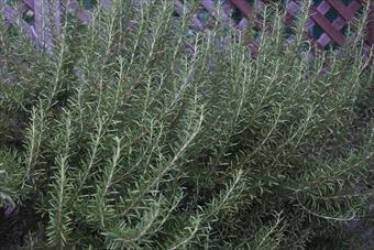 ローズマリーの木があるガーデン