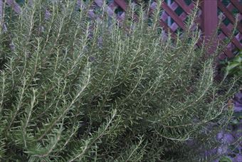 ローズマリーの木とラティス