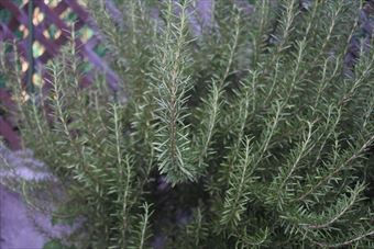 ローズマリーが大きい