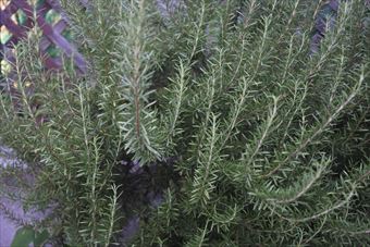 ローズマリーが美しい