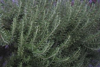 ローズマリーガーデン