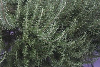 ローズマリーのあるお宅