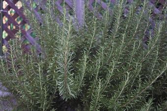 ハーブガーデン。ローズマリー