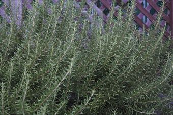 ローズマリーが素敵です