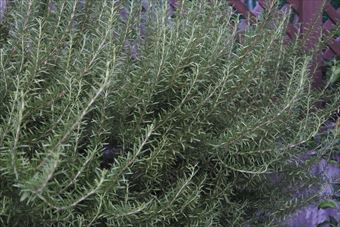 ラティスとハーブ（ローズマリー）のガーデン