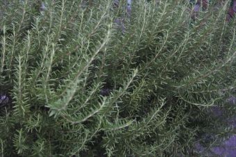 洋風ガーデン。ハーブ、ローズマリー