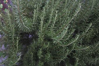 ハーブガーデン。ローズマリー