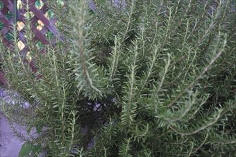 ローズマリーとラティスのお庭