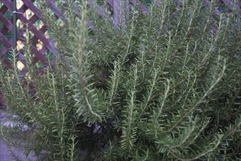 ラティスとローズマリーの木