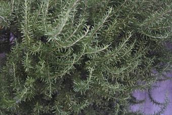 とても大きなローズマリーです