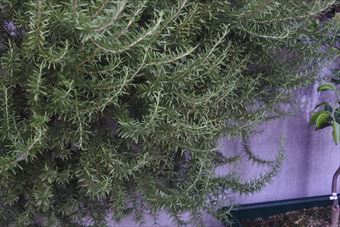 写真を撮らせてもらいました。ローズマリー