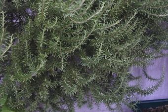 美しいローズマリー