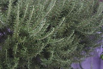 ローズマリーを１２年育てているそうです