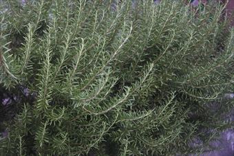 大きなハーブ。ローズマリーです