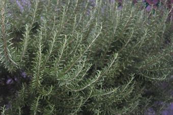 ハーブ。ローズマリー