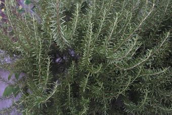 ローズマリーの種類はハーブです