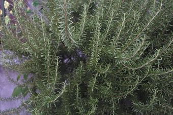 ローズマリーは育てやすい植物