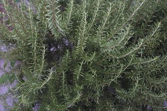 ローズマリーは素敵な植物
