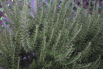 ローズマリーっておしゃれ