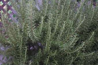 ローズマリーってかわいいよね