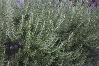 ローズマリーはとてもいい香りがします