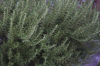 １３年育てたローズマリーです