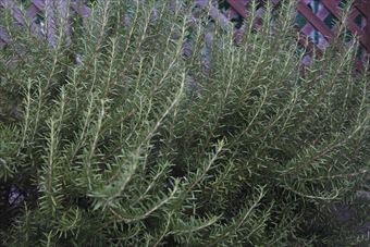 大きくなったなぁローズマリー