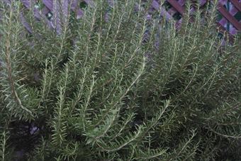 ラティスとローズマリー