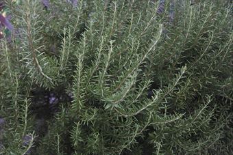 いい香りだと思ったらローズマリーでした