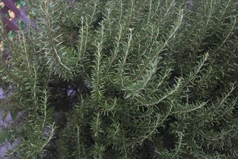 大きなローズマリーを発見