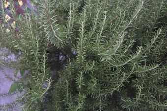 ローズマリーの写真です。どうぞ