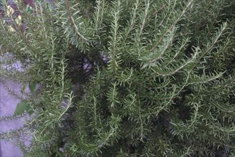 世話しなくても大きくなります。ローズマリー