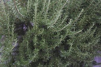 ローズマリーは料理にも使えます