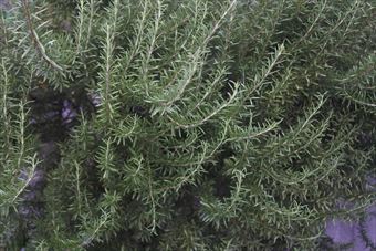 ローズマリーの香りに癒されています