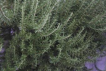 ローズマリーがこんなに大きくなったよ