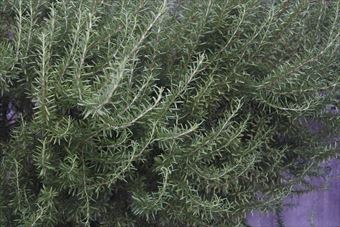 ローズマリーを１０年育てたら・・